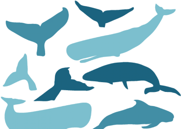 Killer Whale Clipart Cute - Killer Whale Clipart Cute (640x480)