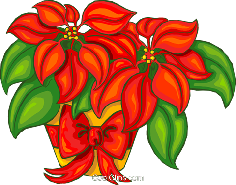 Poinsettia Royalty Free Vector Clip Art Illustration - Poinsettia Royalty Free Vector Clip Art Illustration (480x377)