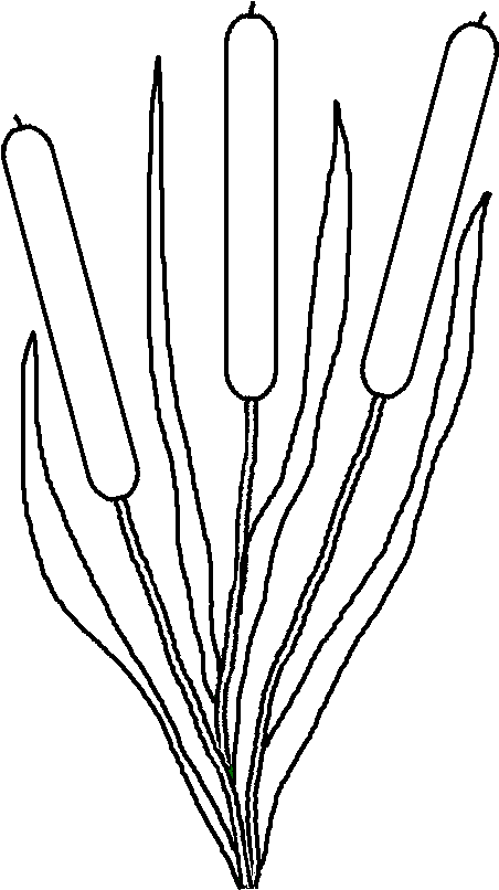 Pin Pond Life Clip Art Springhill Graphics Store Pictures - Pin Pond Life Clip Art Springhill Graphics Store Pictures (467x812)