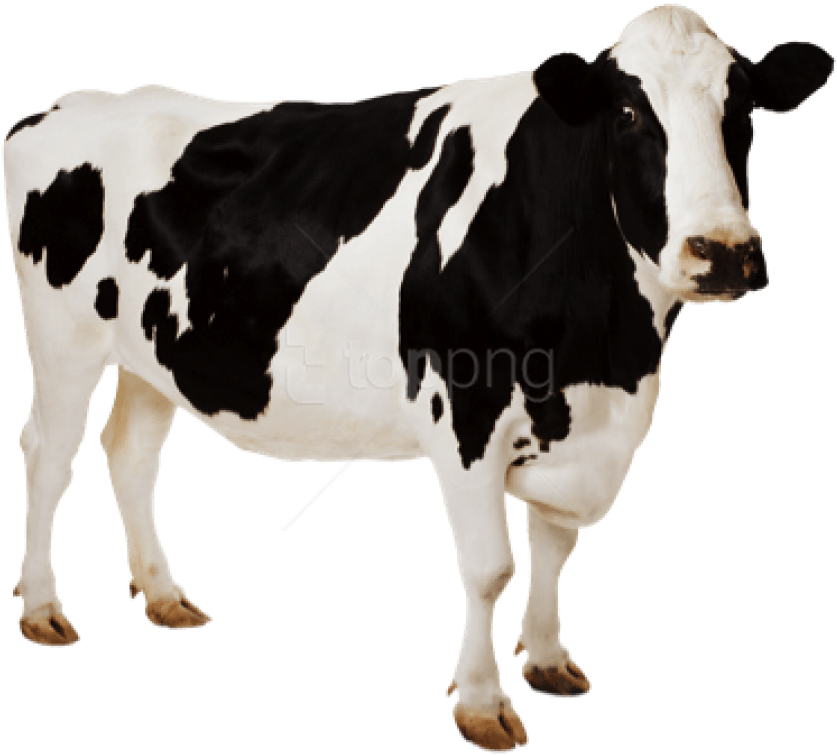 Cow Hd Png - Cow Hd Png (850x761)