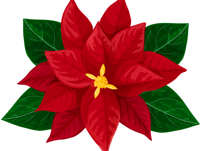 Poinsettia Clipart Transparent Background - Poinsettia Clipart Transparent Background (640x480)