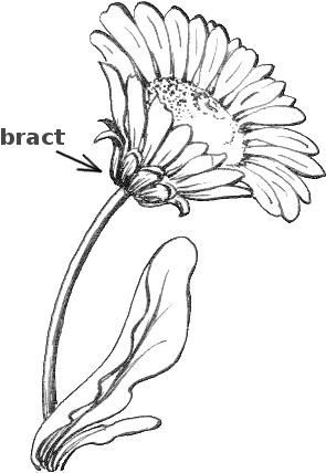 Plant Parts Clipart - Plant Parts Clipart (333x437)