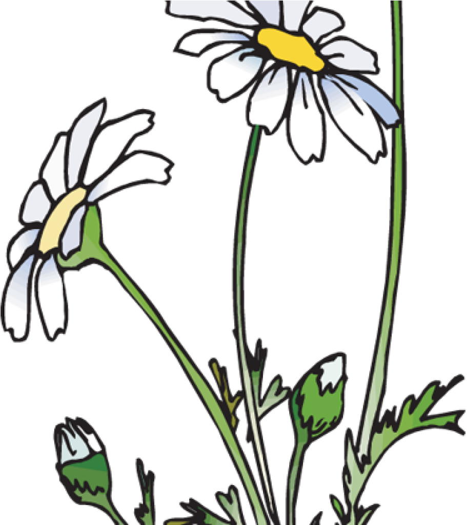 Daisies Clipart 19 Daisies Clipart Huge Freebie Download - Daisies Clipart 19 Daisies Clipart Huge Freebie Download (1024x1024)