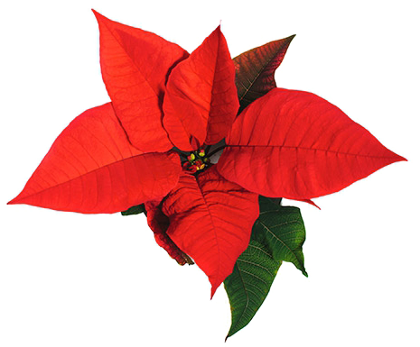 Poinsettia Png Background Image - Poinsettia Png Background Image (564x400)