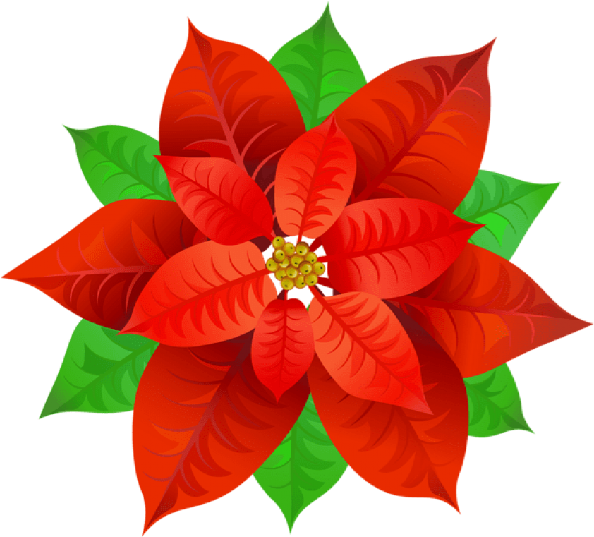 Free Png Poinsettia Png - Free Png Poinsettia Png (850x768)