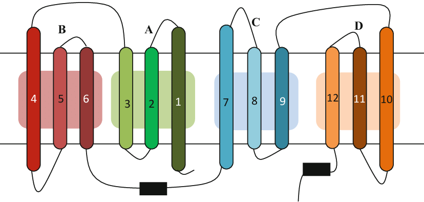 A Transporter Is Shown Residing In A Membrane With - A Transporter Is Shown Residing In A Membrane With (828x394)