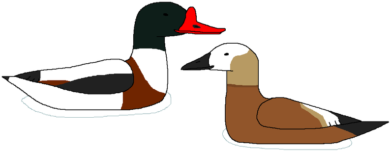 Duckydearest 9 33 Shelly Shelducks By Wildandnaturefan - Duckydearest 9 33 Shelly Shelducks By Wildandnaturefan (800x313)