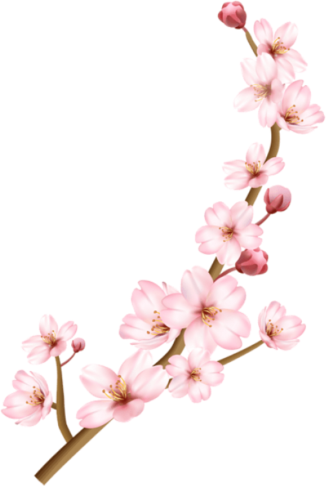 Download Spring Branch Transparent Png Images Background - Download Spring Branch Transparent Png Images Background (481x710)