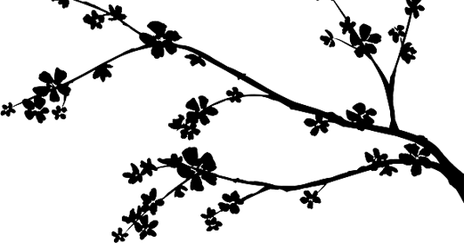 Cherry Blossom Branch - Cherry Blossom Branch (521x273)