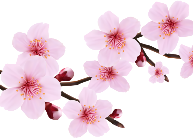 Cherry Blossom Clipart File - Cherry Blossom Clipart File (640x480)
