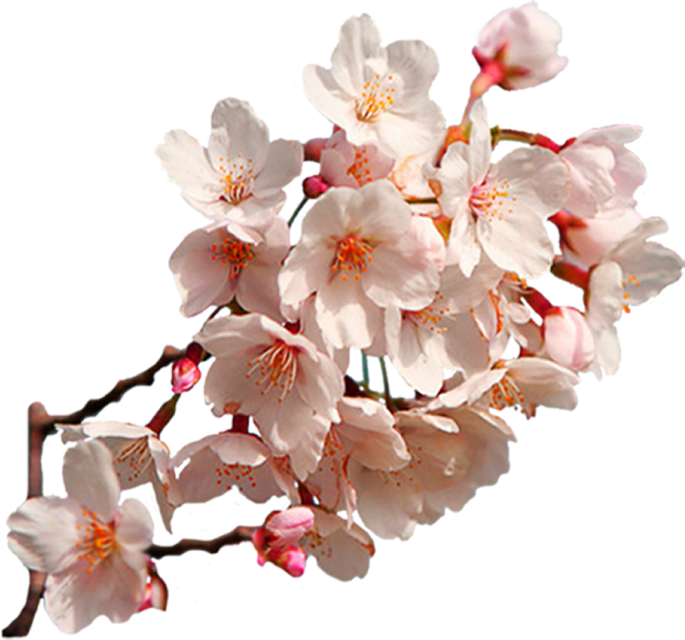 Sakura Png - Sakura Png (1348x1260)