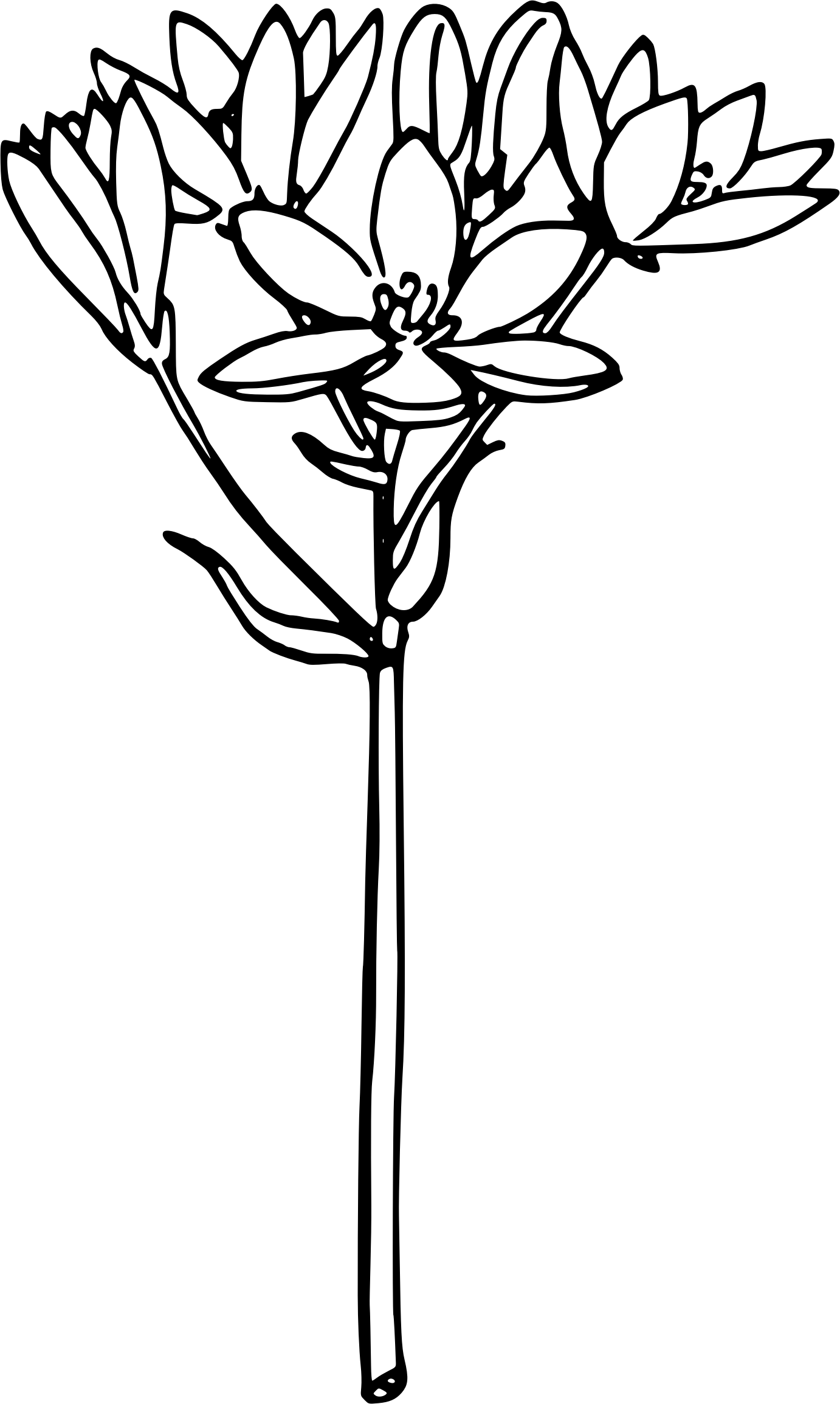 White Background Source - White Star Of Bethlehem Flower Vector (1382x2308)