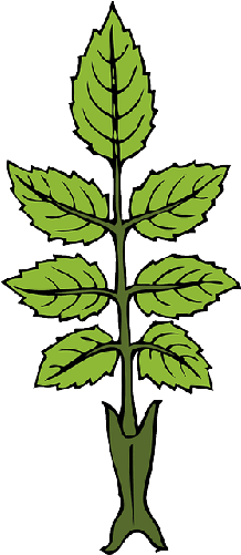 Outline Leaf Plant Leaves Laurel With Good Periwinkle - Mint Clipart Png (250x500)