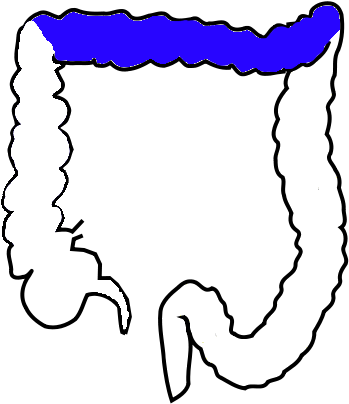 Transverse Colon - Colon Transversum (376x418)