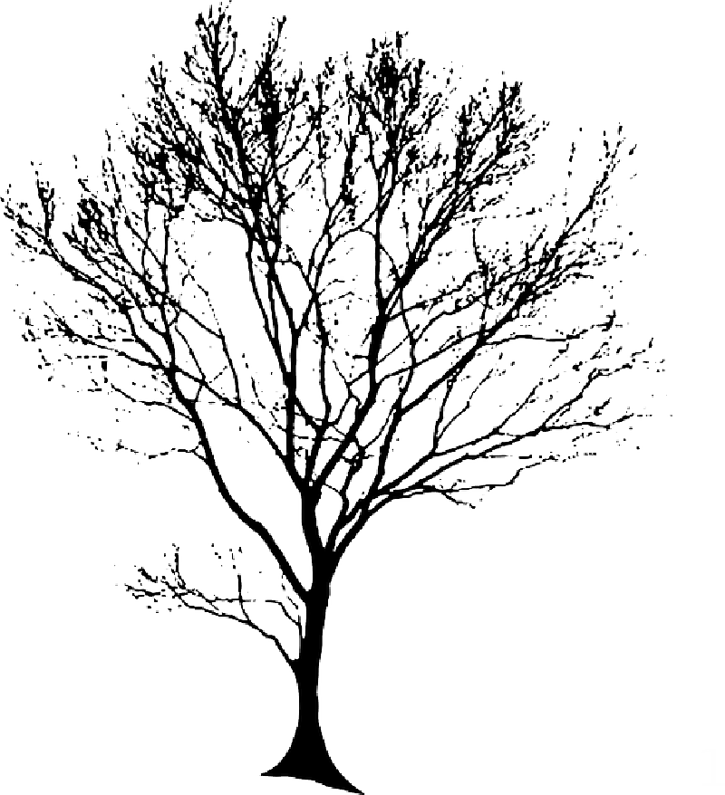 800 X 878 4 - Tree Line Drawing Transparent (800x878)