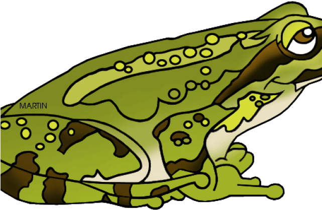 Green Frog Clipart Amphibian - Pacific Tree Frog (640x480)