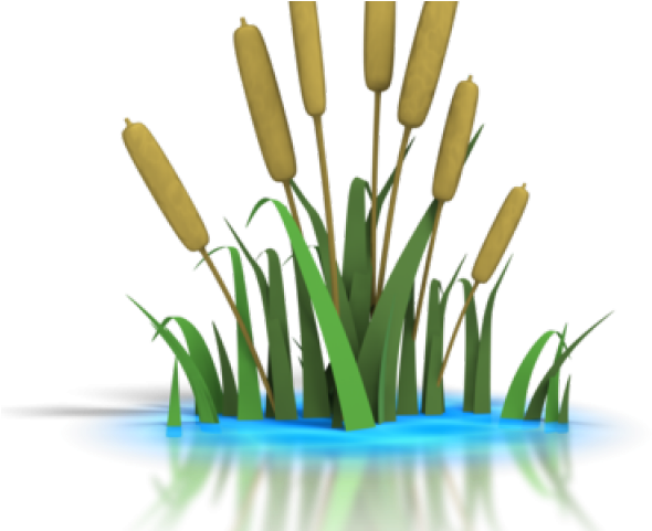 Reed Clipart Lily Pad Pond - Pond Clip Art (590x481)