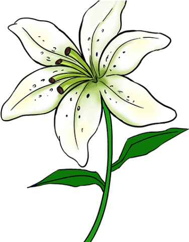 Lily Clipart Simple - Drawing Of Lily Flower (640x480)