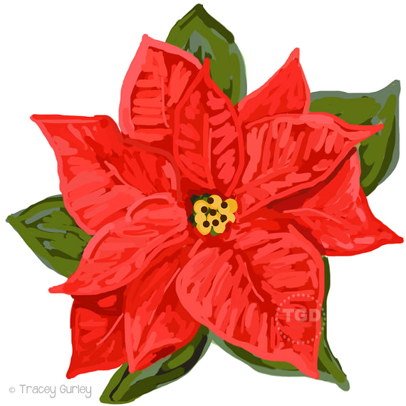 Poinsettia Png Download Image - Poinsettia Clip Art (570x570)