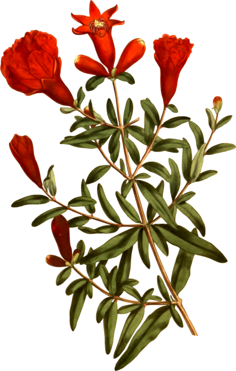 Pomegranate Cut Flowers Tree Petal - Pomegranate (477x750)