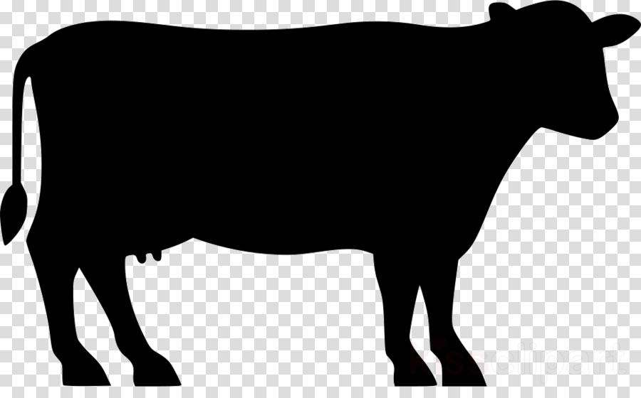 Cow Silhouette Png Clipart Angus Cattle Beef Cattle - Angus Cattle Silhouette Png (900x560)