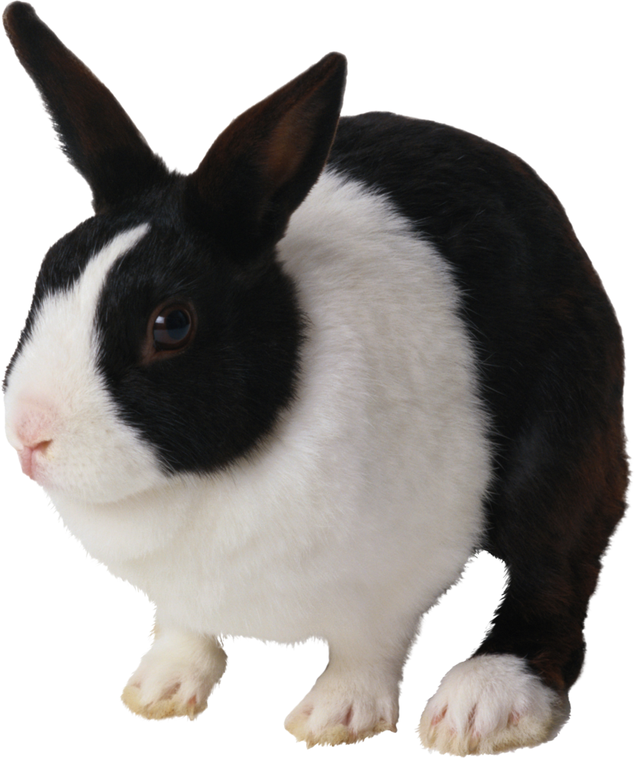 Black And White Rabbit Png Clipart Domestic Rabbit - Black And White Rabbit (900x1073)
