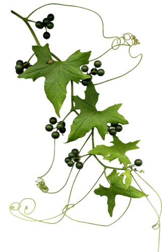 Automne Poèmes Du Soir (322x500)