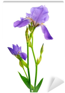 Beautiful Isolated On The Wall Mural Pixers - Algerian Iris (400x400)