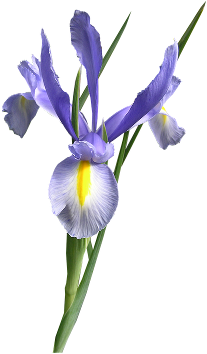 Dutch Iris, Blue, Flower Cut Out - Ирис Сибирский Пнг (462x720)
