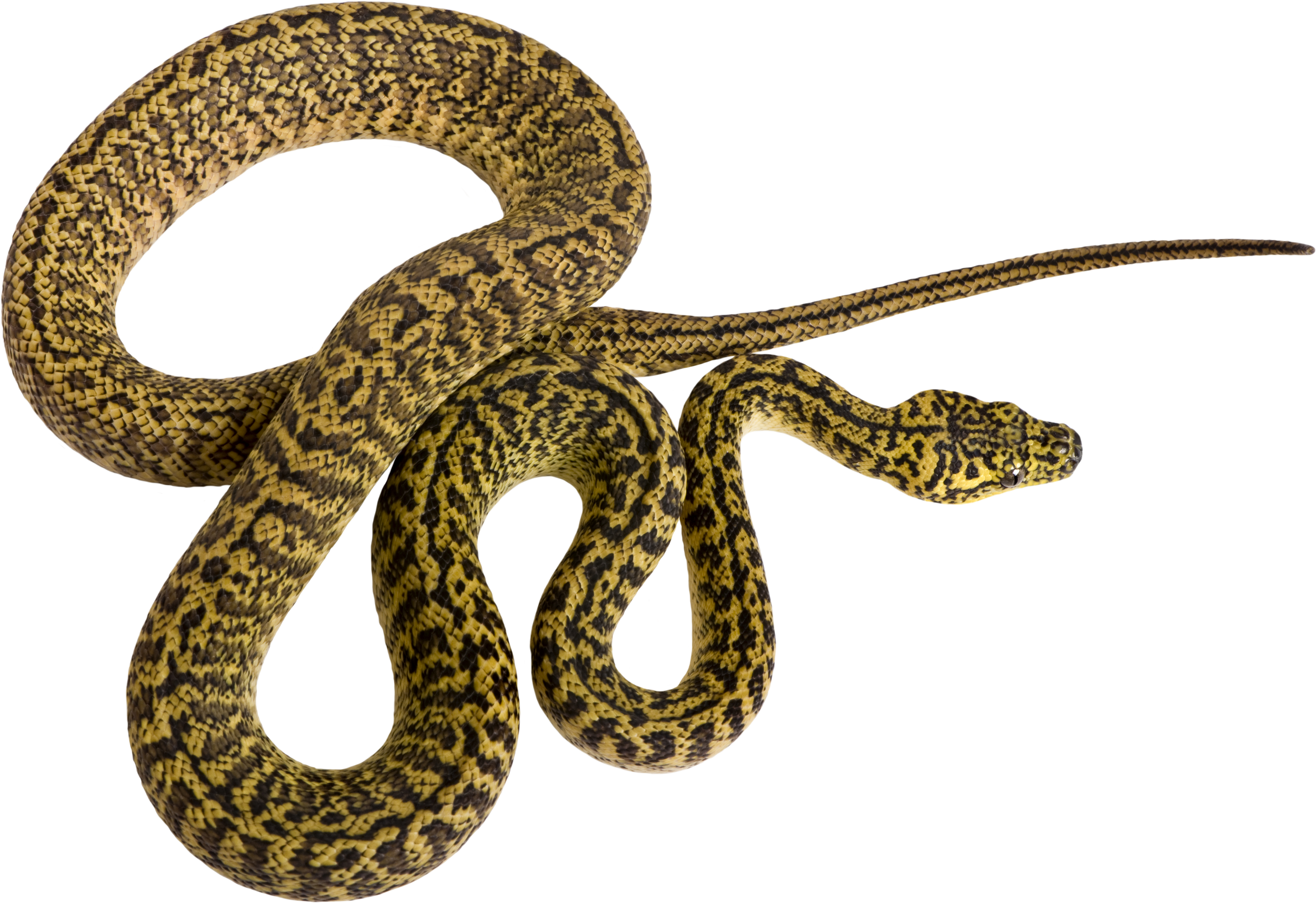 19 Rattlesnake Vector Pattern Huge Freebie Download - Serpiente Animal Png (5405x3848)