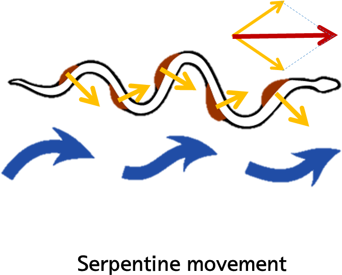 Motion Analysis Of Snake - Motion Analysis Of Snake (707x591)