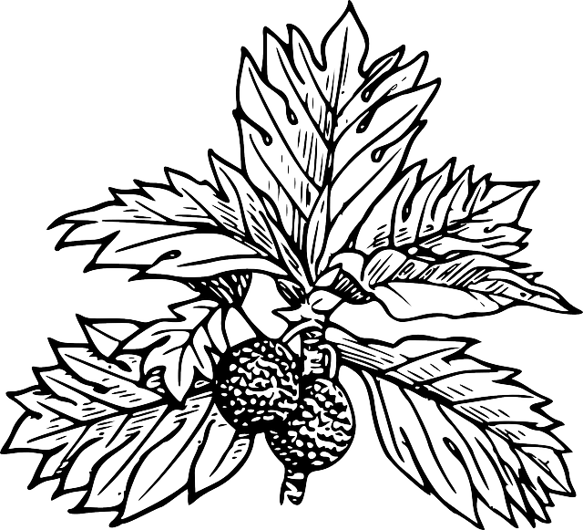 Breadfruit Clipart (640x581)