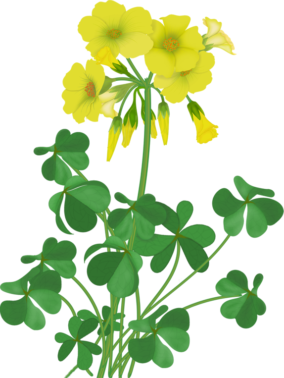 Flowers Wildflowers Pinterest - Large-flowered Evening Primrose (574x763)