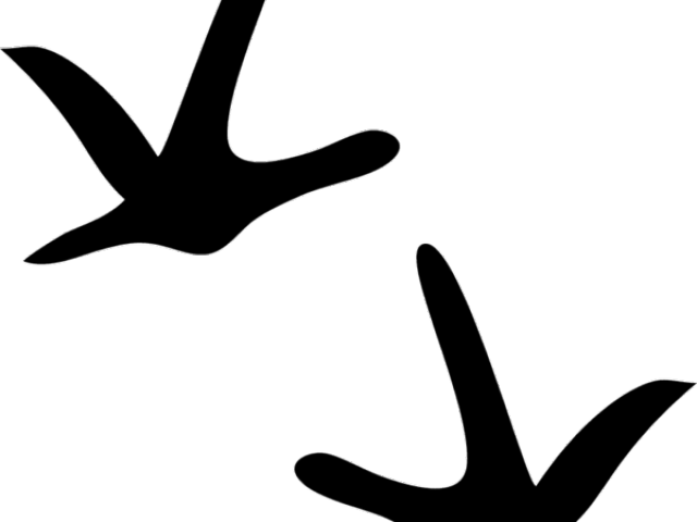 Turkey Tracks Clipart - Turkey Tracks Clipart (640x480)