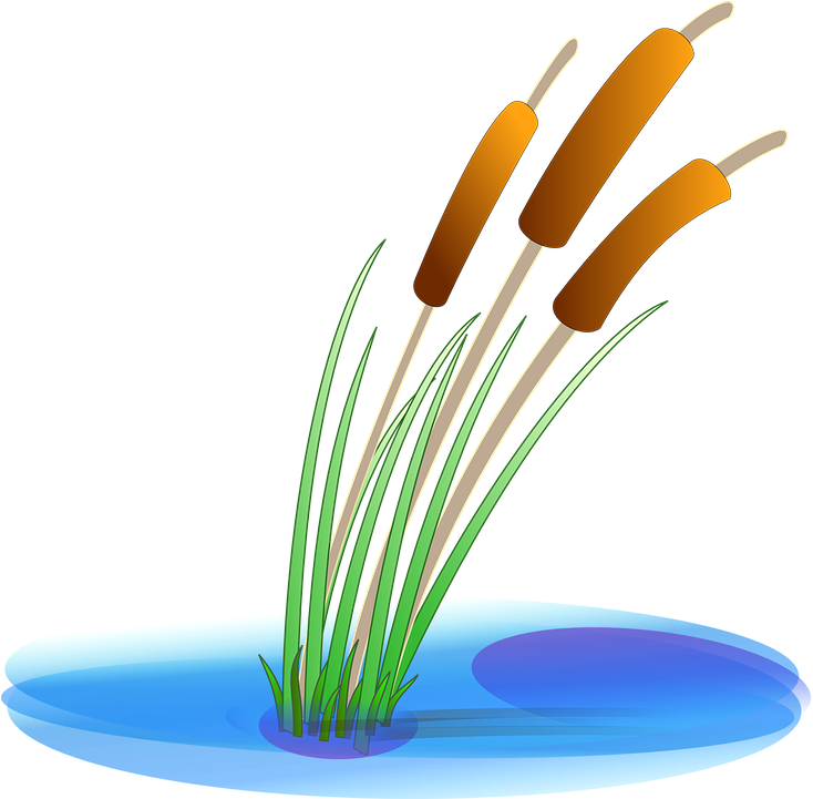 Reed Clipart (754x720)