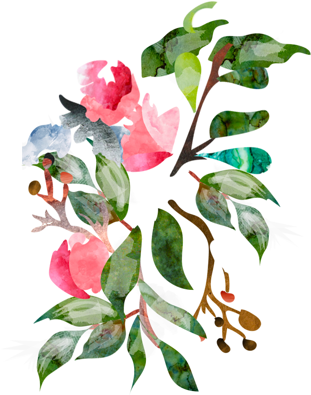 Impatiens (777x941) Png Clipart Download