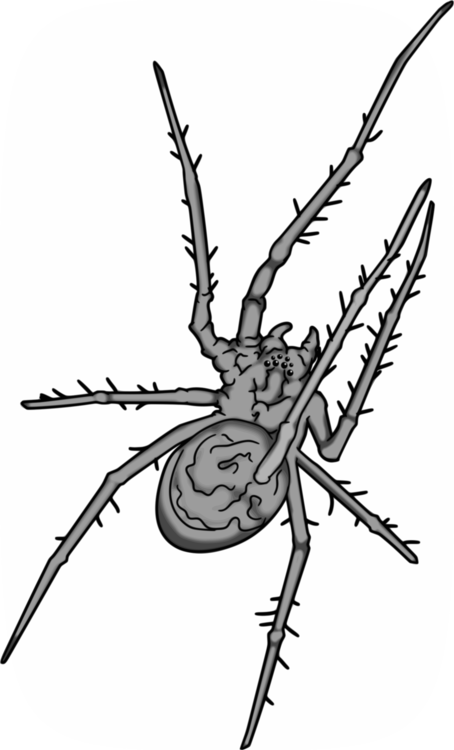 All Photo Png Clipart - Grey Spider Png (454x750)