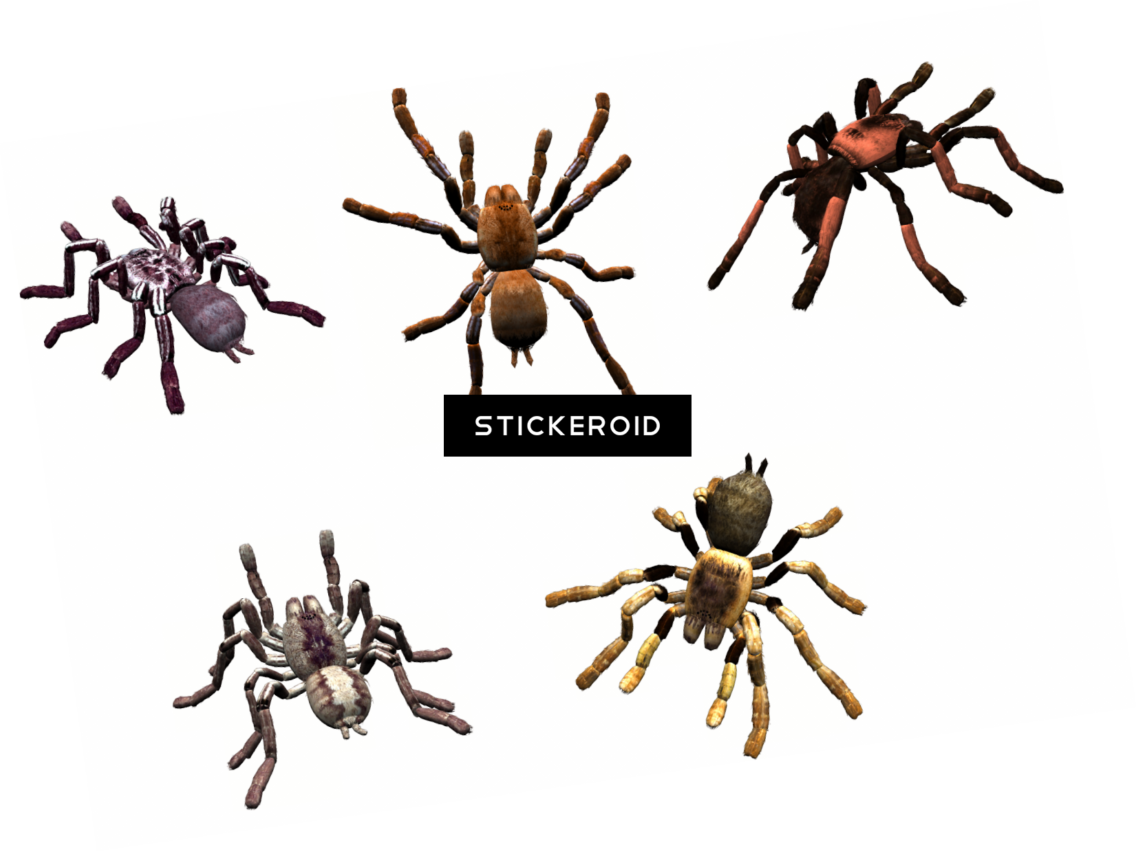 Black Widow Spider Insects - Tarantula (1651x1239)