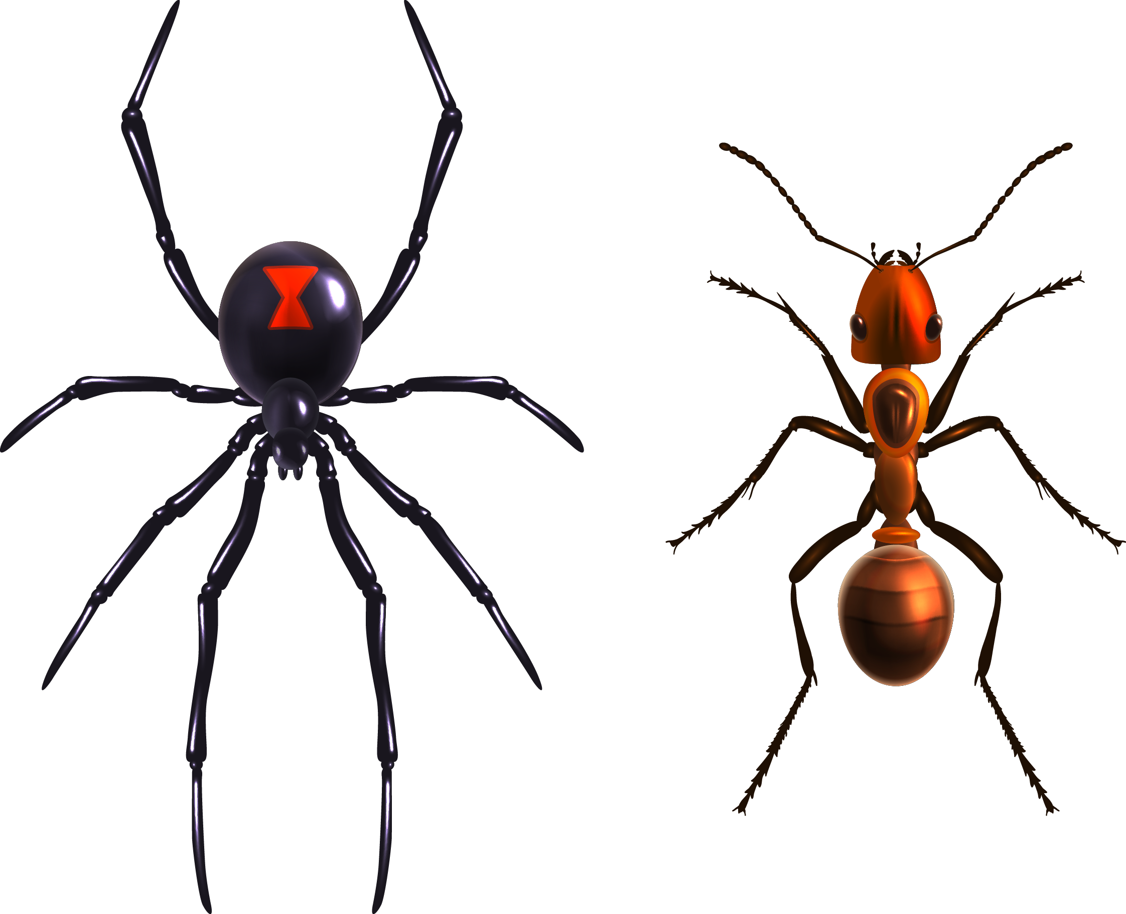 Black Widow Spider Png.