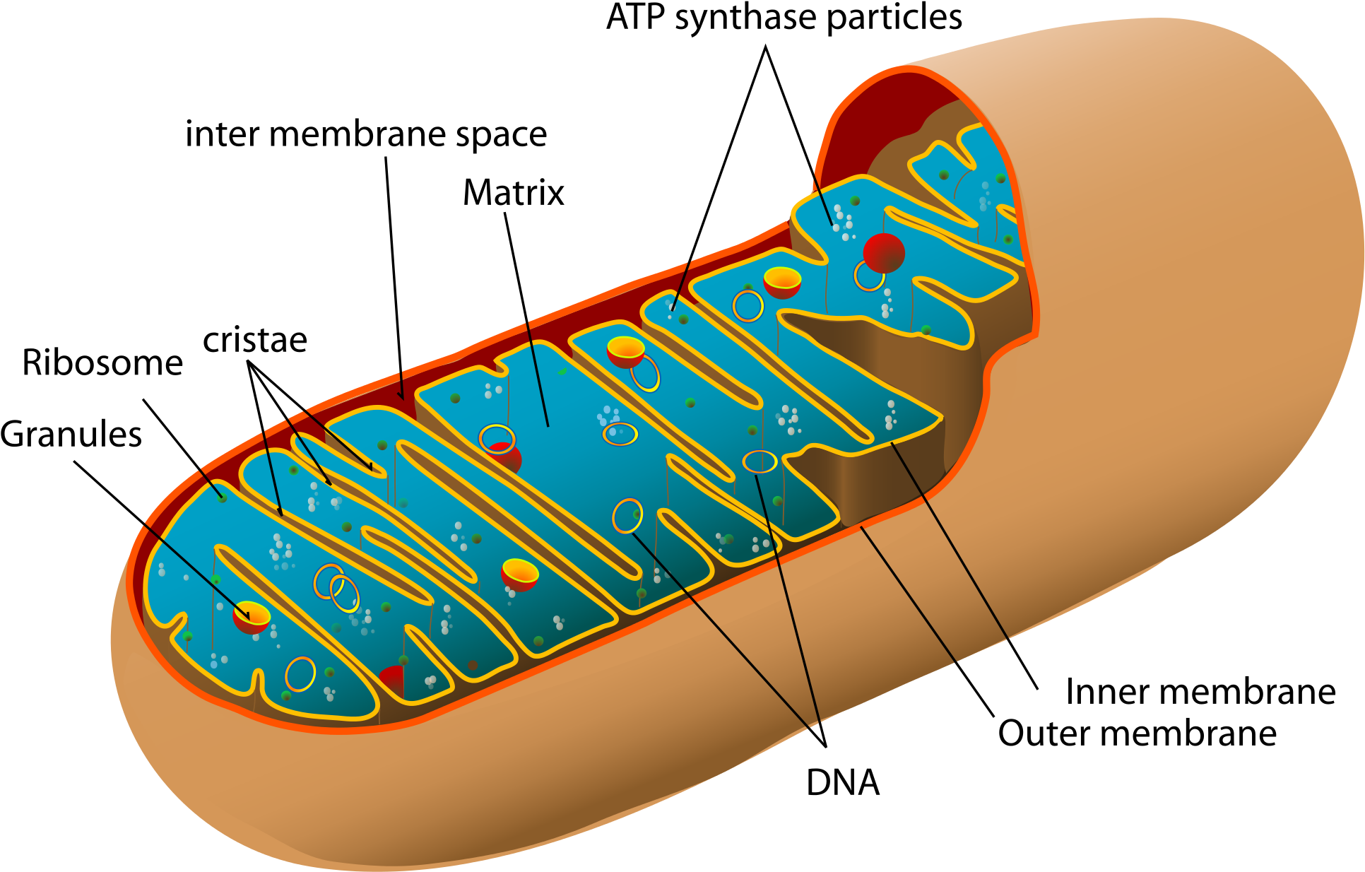 Created With Raphaël - Mitochondria Structure (2000x1371)