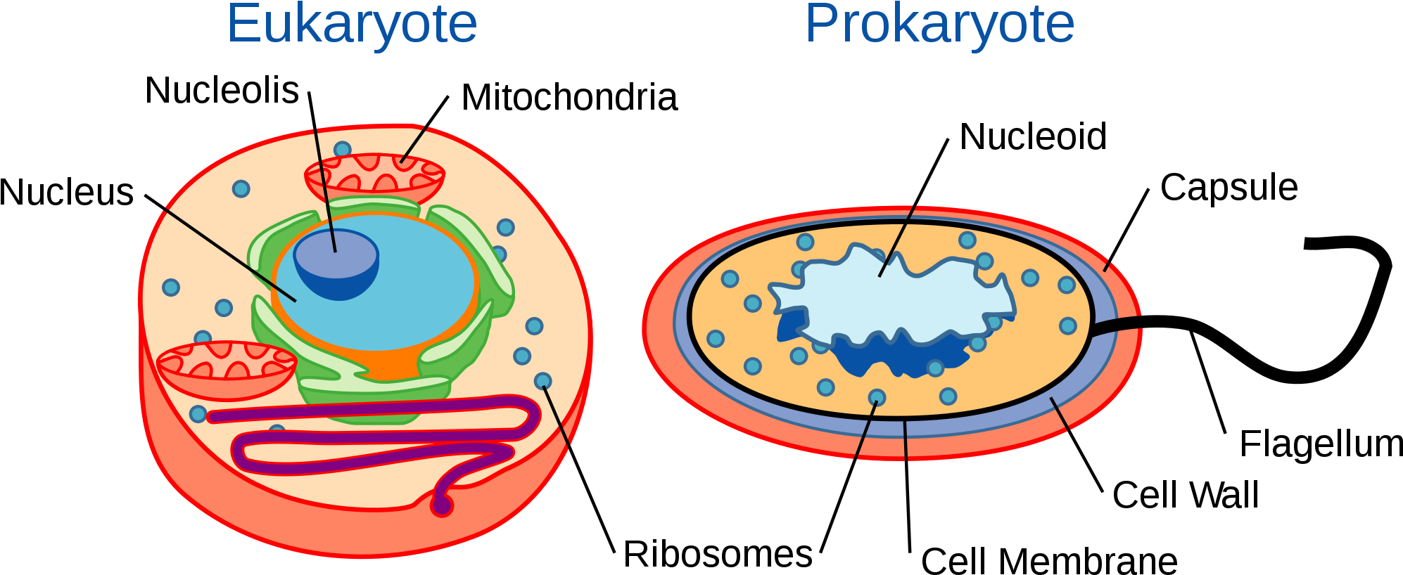 Fact Sheet Rrna In Evolutionary Studies And Environmental - Eukaryote Og Prokaryote Celler (2000x836)
