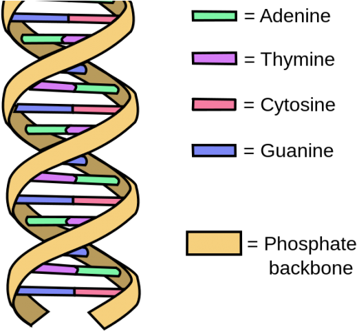 Dna Structure Clipart Labeled - Dna Made (640x480)