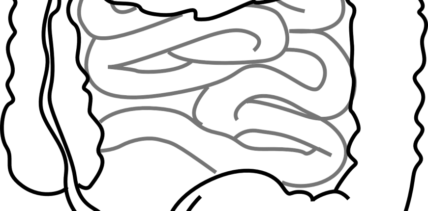 Can Intestinal Microflora Disorders Lead To The Development - Intestines Clipart (870x430)