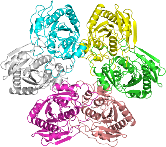 E Coli Clip Art - Illustration (800x600)