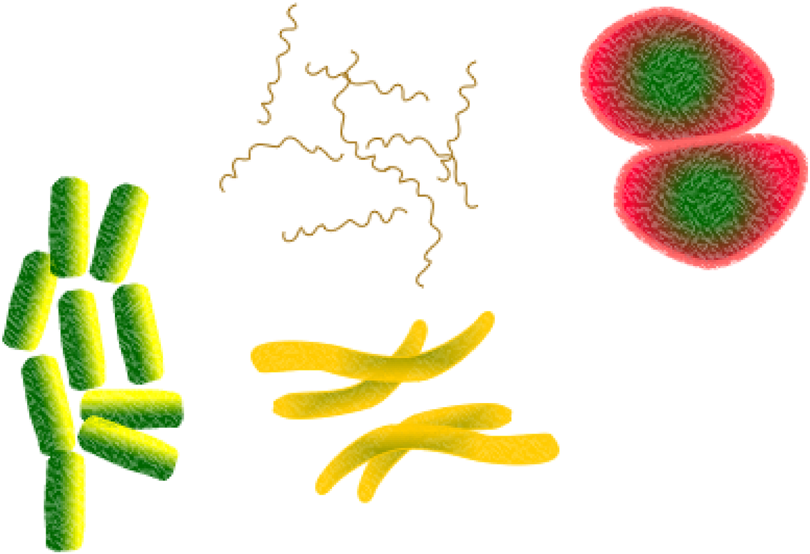 Bacteria (1280x835)