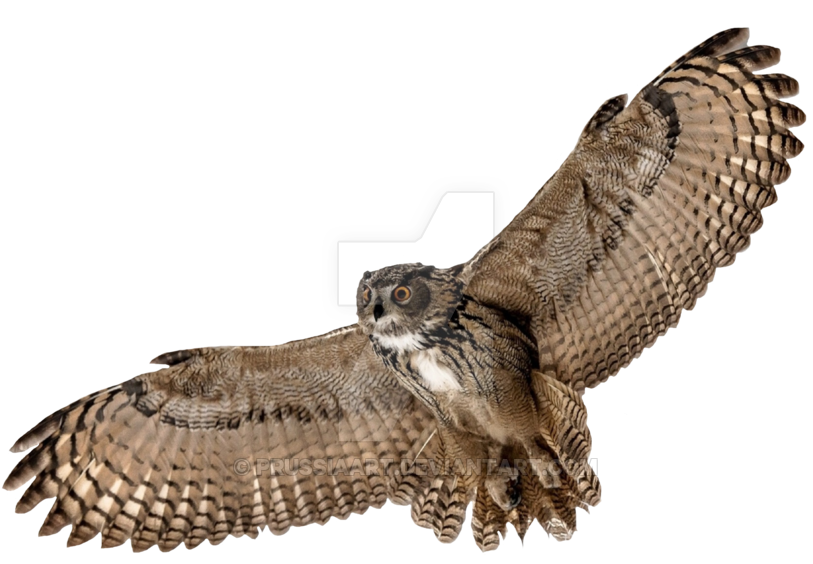 Flying Owl Png - Flying Owl Png (900x695)