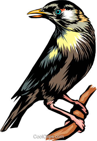 Blackbird Royalty Free Vector Clip Art Illustration - Raven (333x480)