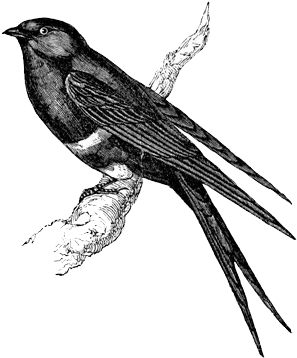 Transparent Images Tumblr - Graphics Bird (336x378)