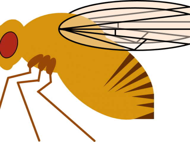 Flies Clipart Drosophila Melanogaster - Flies Clipart Drosophila Melanogaster (640x480)