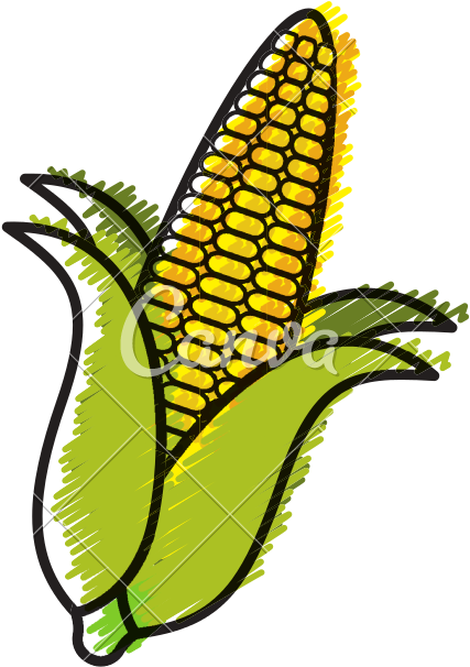 Corn Cob Doodle - Illustration (800x800)
